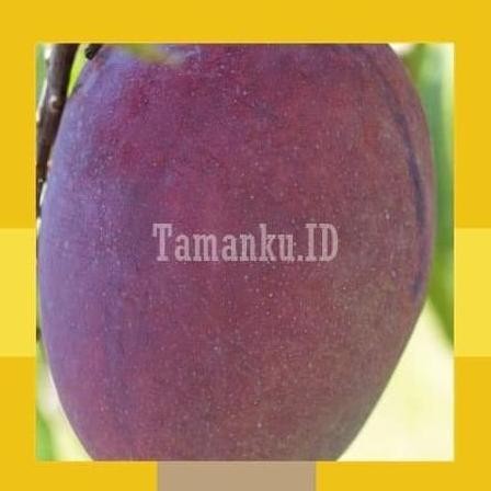Tanaman Bibit Buah Mangga Irwin Mangga Ungu Pohon Mangga Irwin PREMIUM