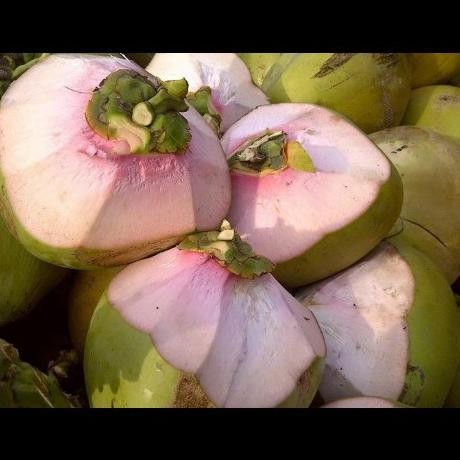 BIBIT KELAPA WULUNG SUPER/TANAMAN KELAPA IJO WULUNG ASLI PREMIUM