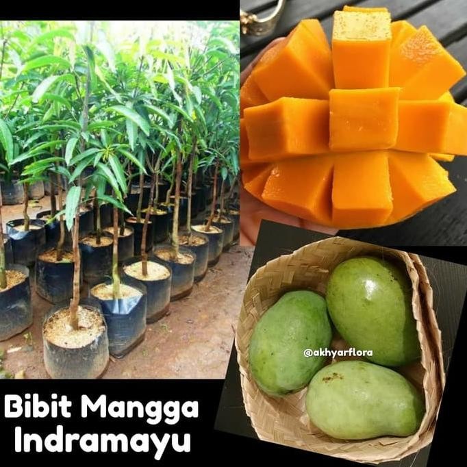 Bibit Mangga Indramayu Tanaman Buah Mangga Indramayu Bibit Mangga GENJAH
