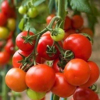 murah Benih Tomat Victory Bibit Sayur Buah Tomato Merah Biji Tanaman Bisi GENJAH