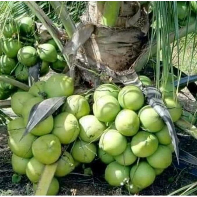 Bibit Kelapa Genjah Salak Unggul Bibit Unggul PREMIUM