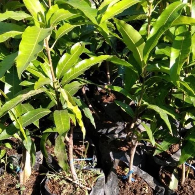 bibit tanaman buah mangga kelapa pohon mangga kelapa PREMIUM