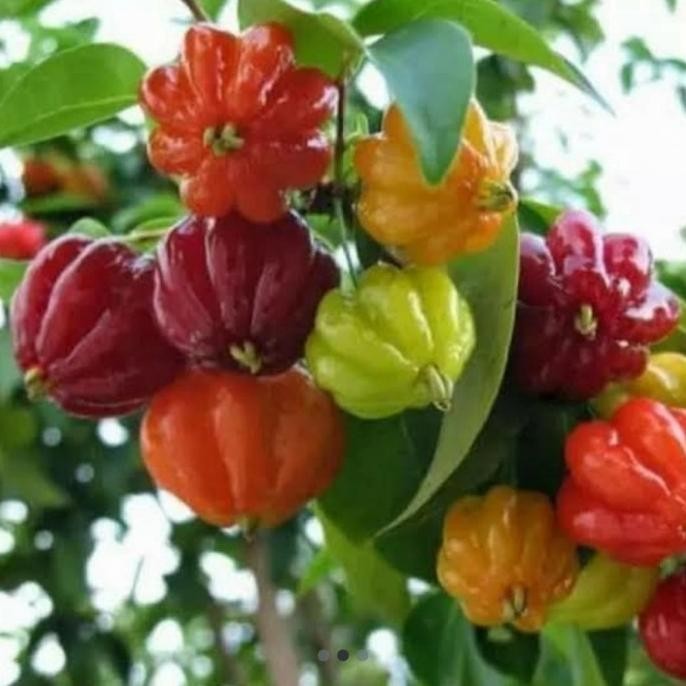 Bibit Tanaman Buah Dewandaru - Bibit Dewandaru - Buah Dewandaru GENJAH