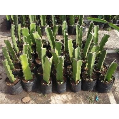 Bibit tanaman buah naga putih super GENJAH