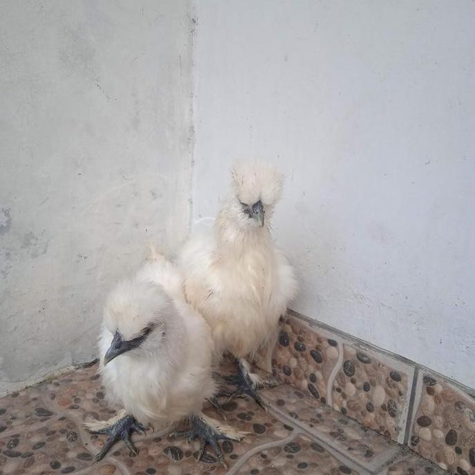 ayam hias ayam silkie ayam kapas