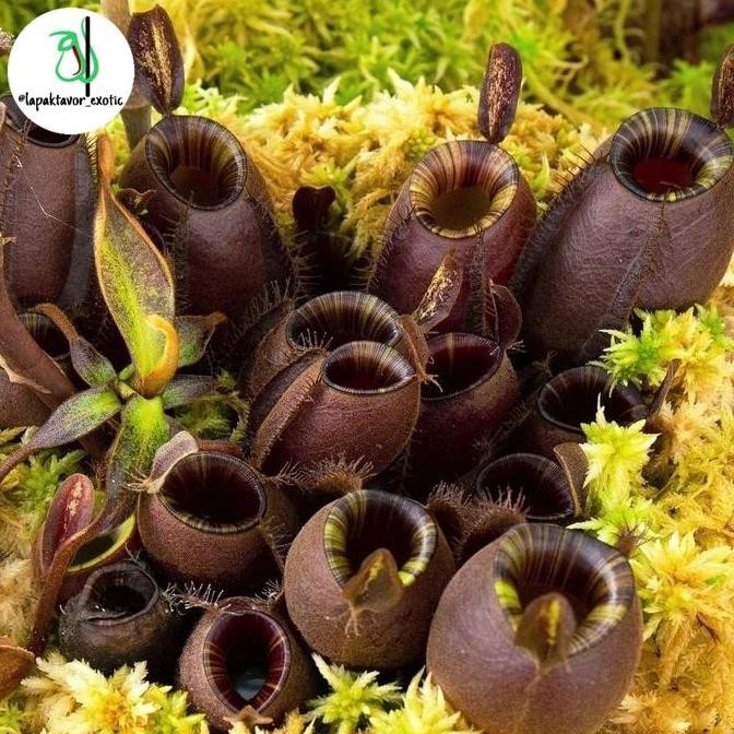 Sale Nepenthes Ampullaria Roset Rimbun