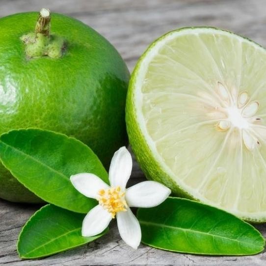 

Terlaris Bibit Pohon Jeruk Nipis Tanaman Buah Herbal Pp22 A