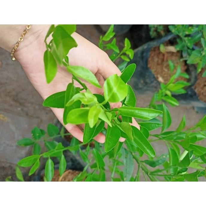 

Terlaris Bibit Tanaman Pohon Buah Jeruk Nipis / Limo Limau Keep Nagami Songkit