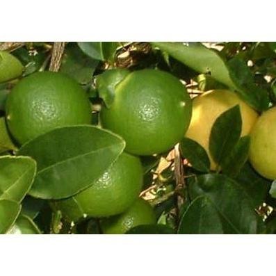 

Terlaris Bibit Buah Jeruk Nipis Tanaman Pohon Jeruk Benih Unggul Jcqbys 0696Hn