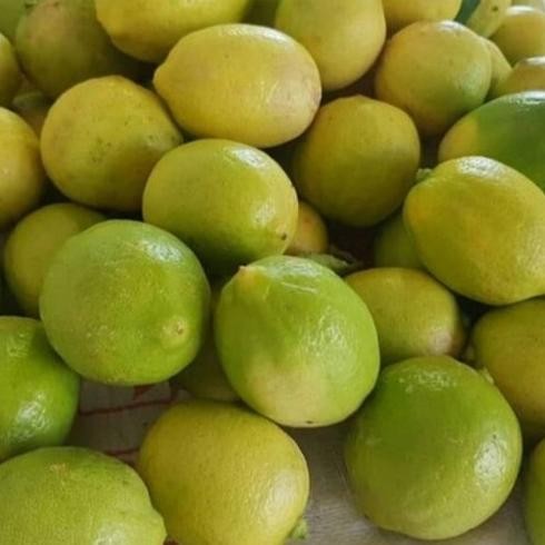 

Terlaris (5 Butir) Bibit Benih Buah Jeruk Nipis