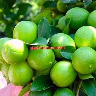 

Terlaris Bibit Jeruk Nipis Sudah Berbuah Super Cangkok