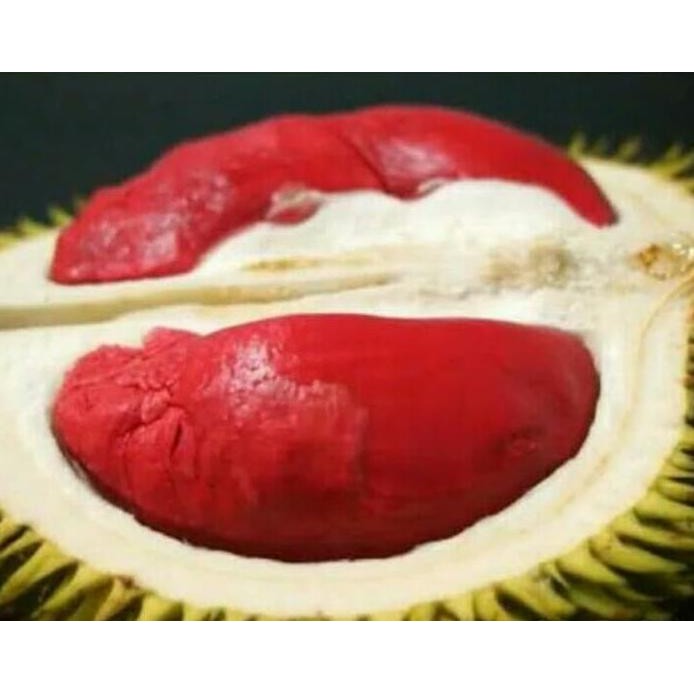 

Terlaris Bibit Pohon Durian Udang Merah Banyuwangi 1M