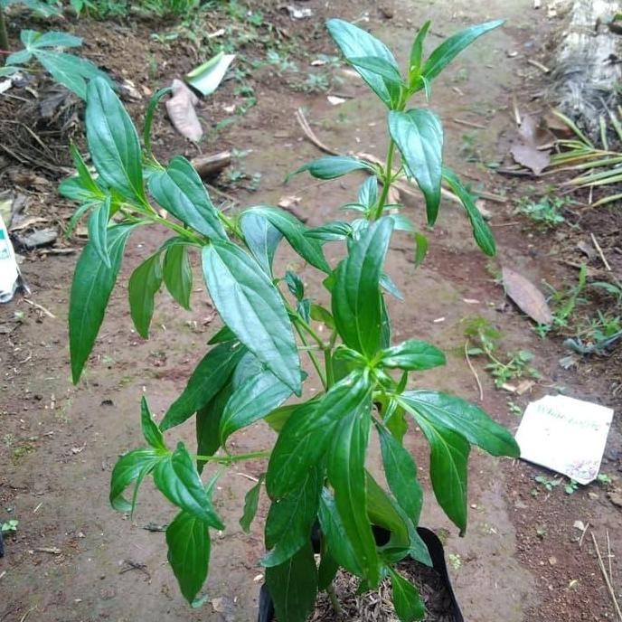 

Terlaris Terbaru Bibit Pohon Sambiloto/Tanaman Sambiloto Herbal