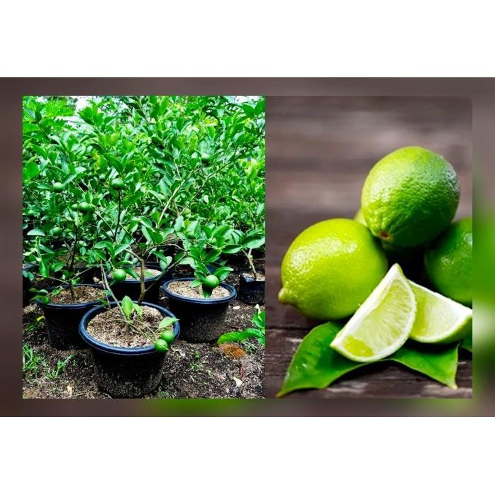 

Terlaris Bibit Tanaman Buahh Jeruk Nipis