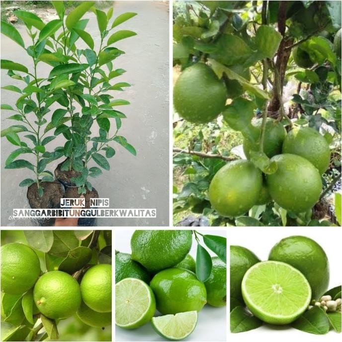 

Terlaris Bibit Tanaman Buah Jeruk Nipis/Jeruk Peras.