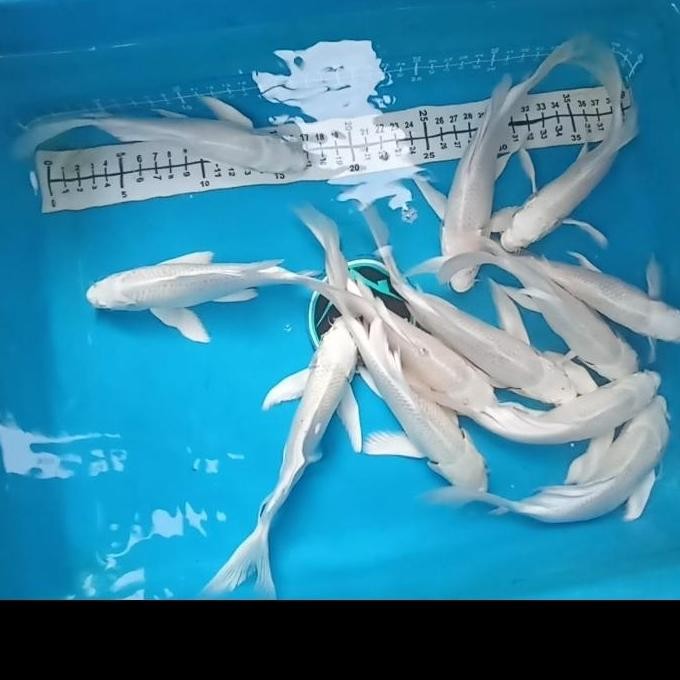 Ikan Koi Platinum Slayer