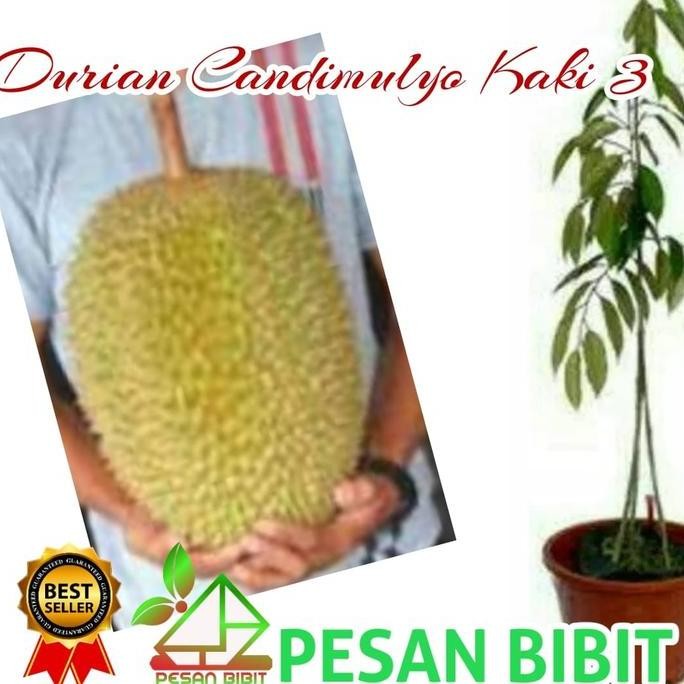 

Terlaris Bibit Durian Candimulyo Kaki 3