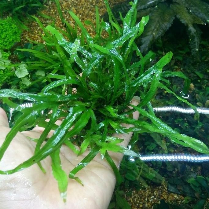 TERMURAH - Kadaka Mini Trident / Microsorum Trident Mini