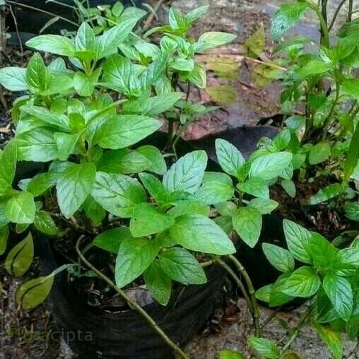 

Terlaris Bibit Tanaman Peppermint/Daun Mint