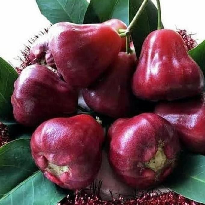 

Terlaris Bibit Jambu Air Black Diamond Unggul