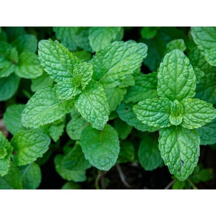 

Terlaris Benih Seribuan - 10 Bibit Daun Mint Peppermint Tanaman Herb Unggul