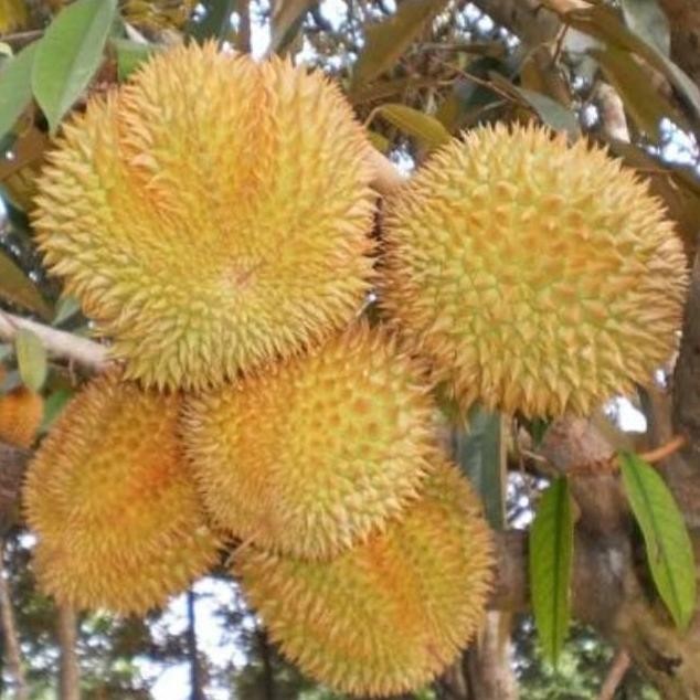 

Terlaris Bibit Tanaman Buah Durian Bawor Unggulan