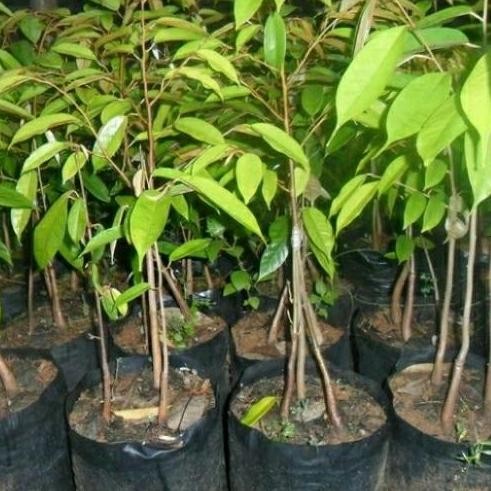 

Terlaris Bibit Tanaman Durian Bawor Kaki 3 Super