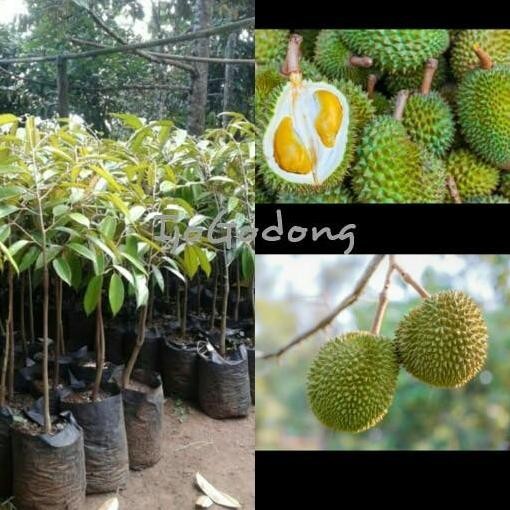

Terlaris Paket Bibit Durian 3 Pohon