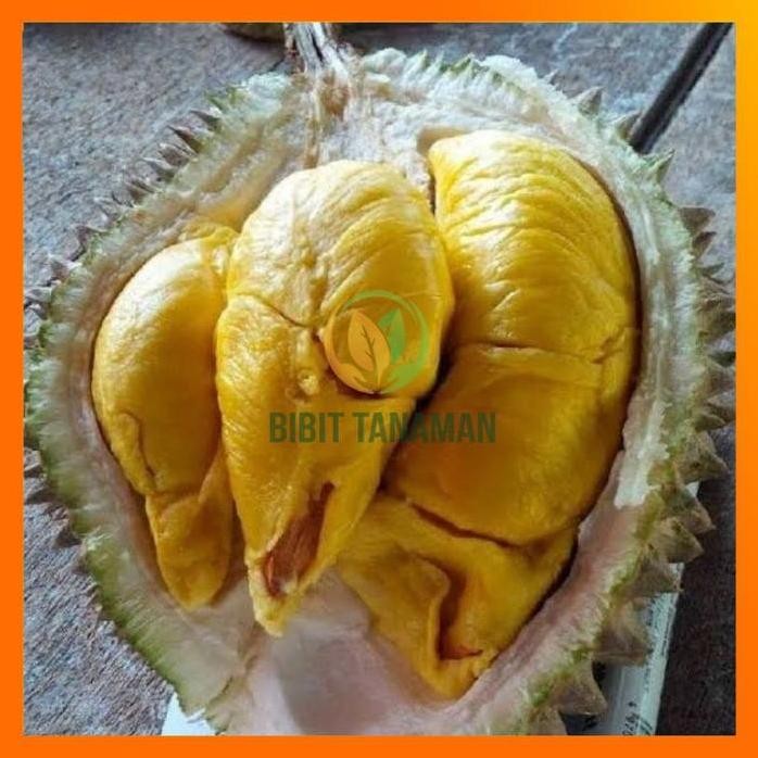 

Terlaris Bibit Durian Musangking Unggul