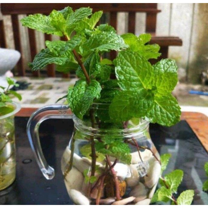 

Terlaris Bibit Tanaman Herbal Daun Oregano - Bibit Daun Mint
