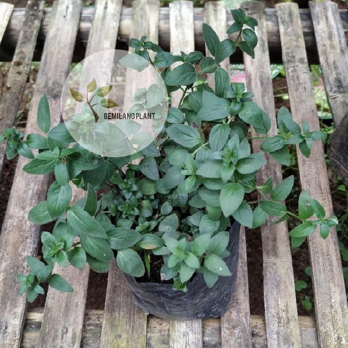 

Terlaris Bibit Pohon Tanaman Mountain Mint - Daun Mint - Obat Herbal