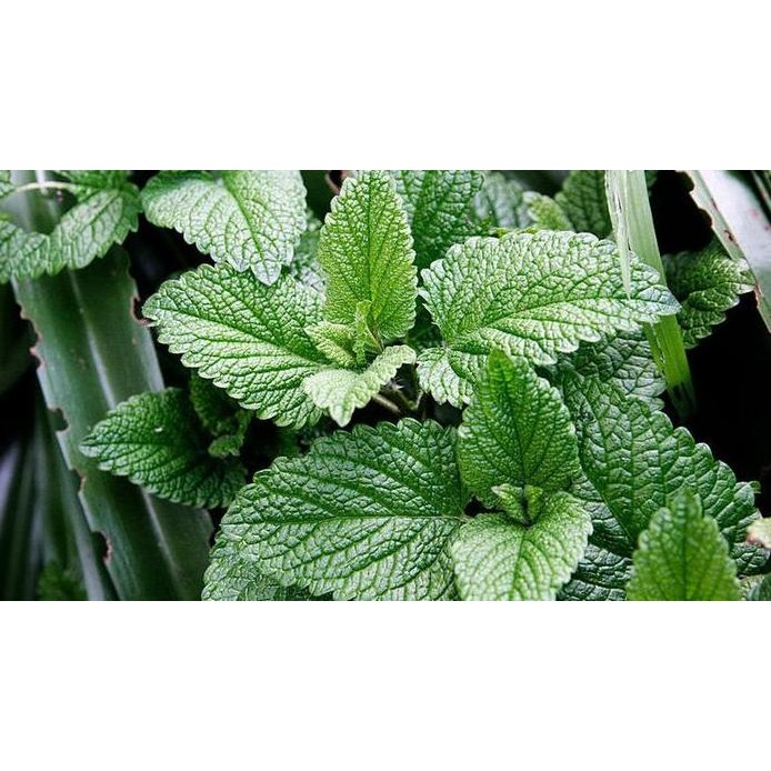 

Terlaris Promo 3 Bibit Tanaman Daun Mint Asli Rimbun Banget