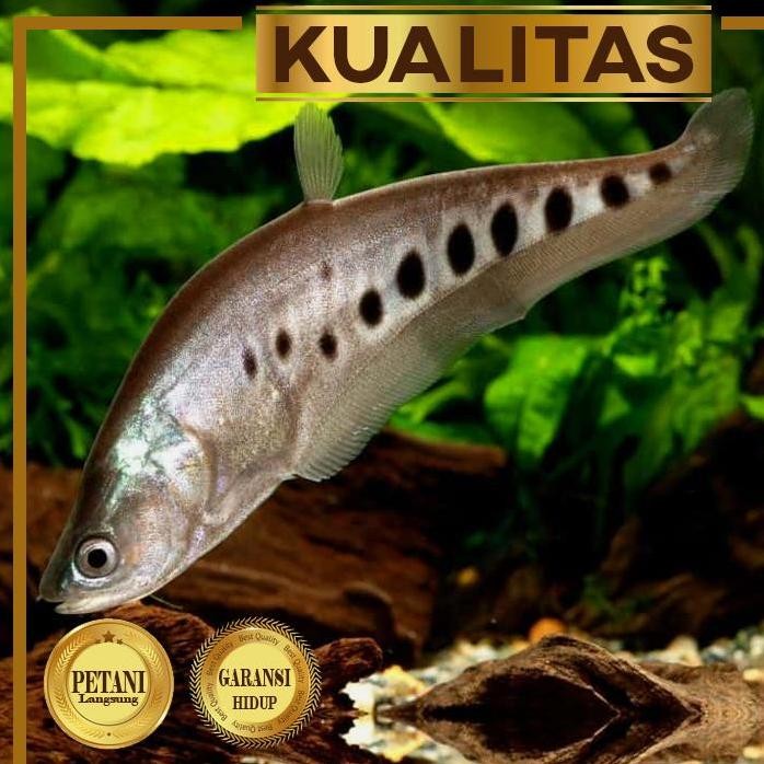 Terlaris Belida Bangkok 10 - 12 Cm Ikan Hias Predator Hiasan Aquarium Aquascape