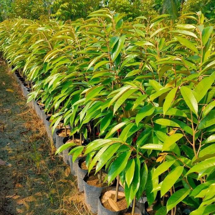 

Terlaris Bibit Durian Duri Hitam / Black Thorn / Ochee Tinggi 1M