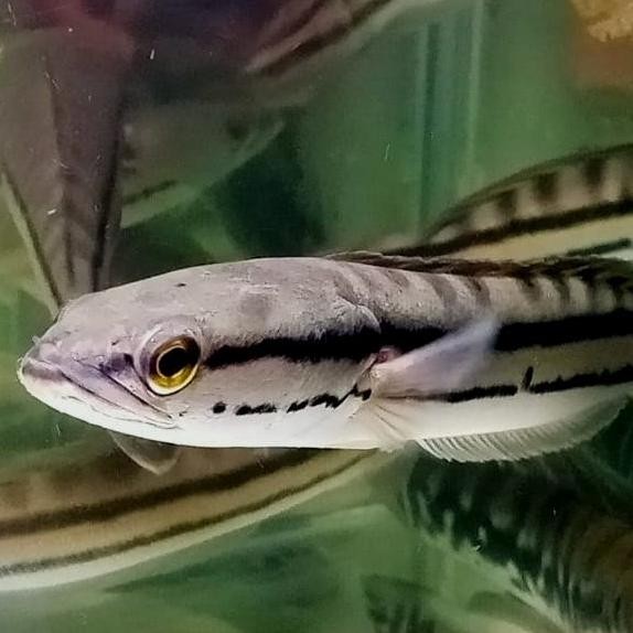Terlaris Hiasan Aquarium Ikan Toman Ikan Hias Ikan Predator
