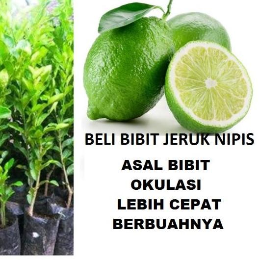 

Terlaris Bibit Jeruk Nipis/Tanaman Buah Jeruk Nipis
