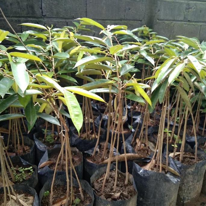 

Terlaris Bibit Durian Kaki 4