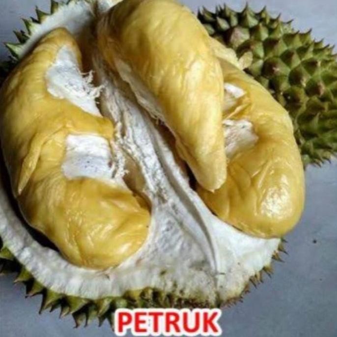 

Terlaris Bibit Durian Petruk Kaki 3 Termurah