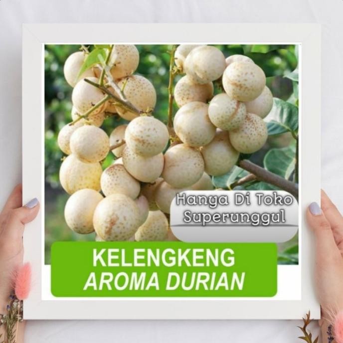 

Terlaris Bibit Kelengkeng Aroma Durian
