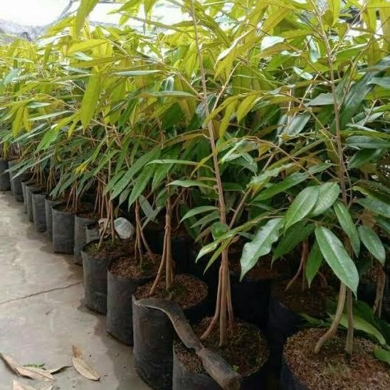 

Terlaris Bibit Durian Musang King Kaki 3