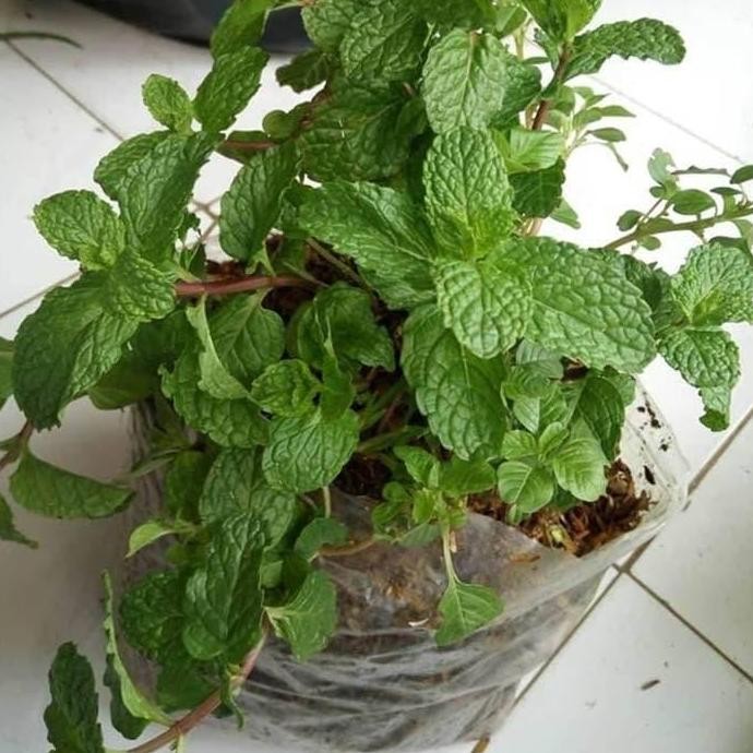 

Terlaris Bibit Tanaman Mint Daun Peppermint Daun Mint
