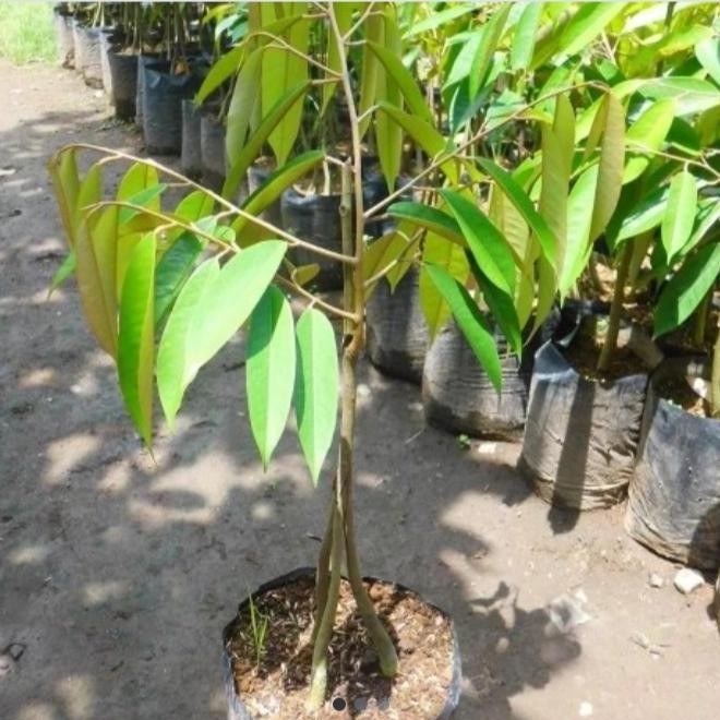 

Terlaris Bibit Durian Musangking Kaki 3 Super 30 Sampai 40Cm