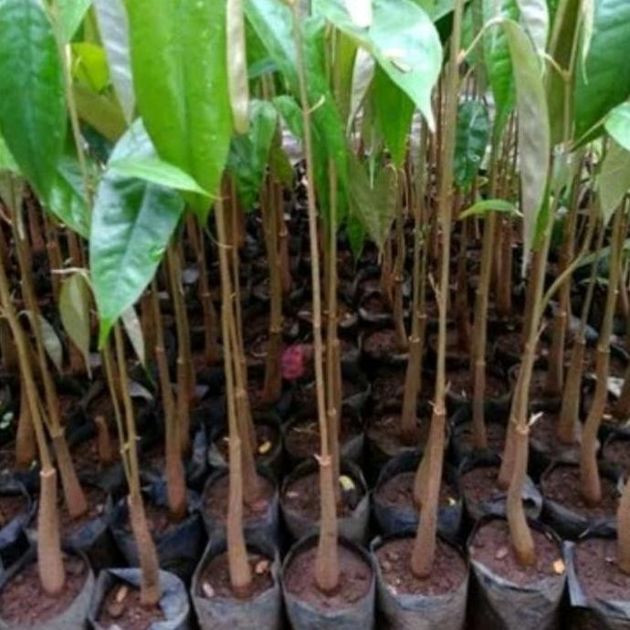 

Terlaris Bibit Durian Seedling Siap Okulasi