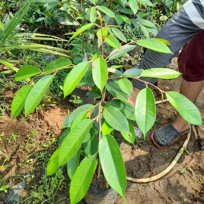 

Terlaris Bibit Tanaman Durian Musangking