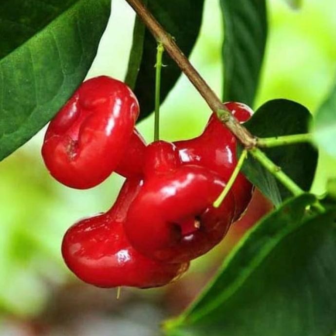 

Terlaris Bibit Jambu Wer Hasil Okulasi Dengan Pohon Yg Sudah Berbuah