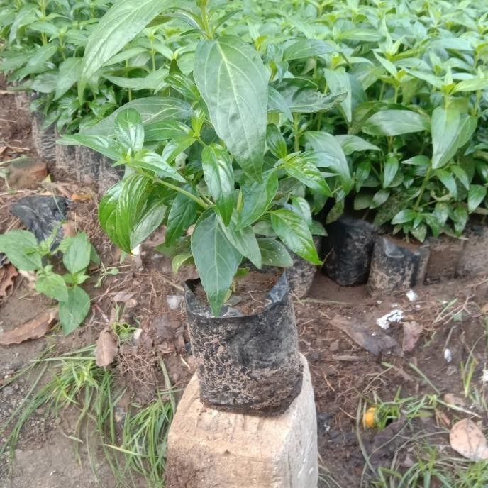 

Terlaris Bibit Tanaman Herbal Daun Sambiloto Bibit Sambiloto Pahitan