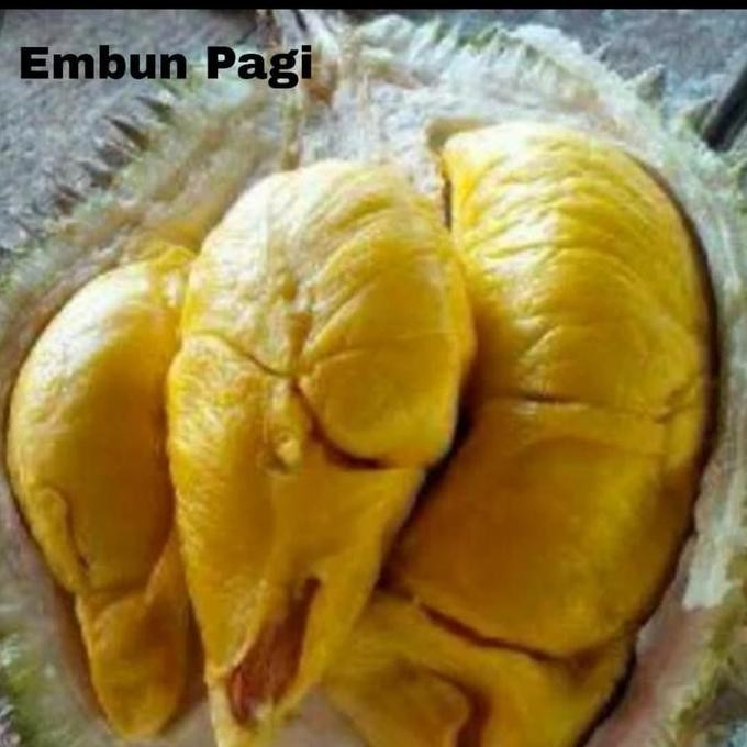 

Terlaris Bibit Durian Musang King Unggulan Dari Okulasi Cepat Berbuah