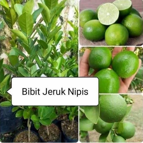 

Terlaris Bibit Tanaman Jeruk Nipis Paket 3 Bibit