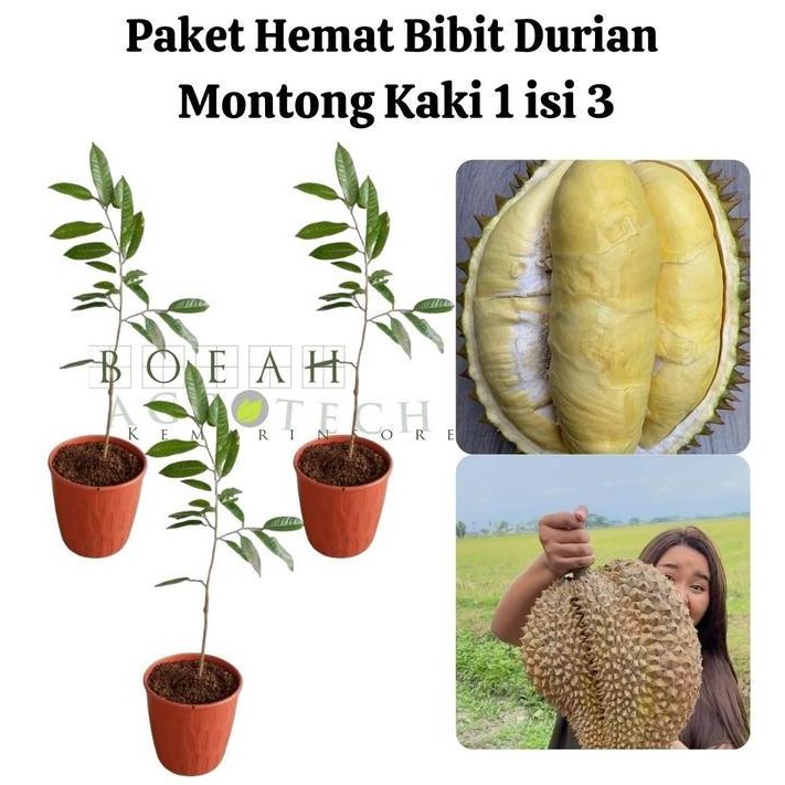

Terlaris Paket Hemat Bibit Durian Montong Kaki 1 Isi 3 Bonus Bibit Strawberry