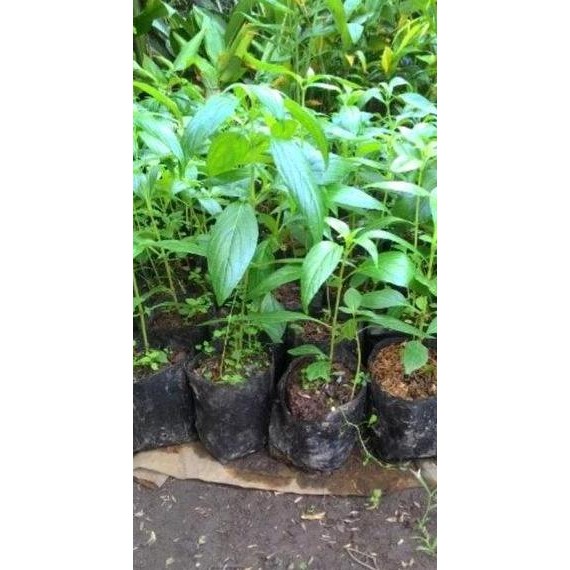 

Terlaris Paket 5 Bibit Tanaman Sambiloto-Obat Herbal